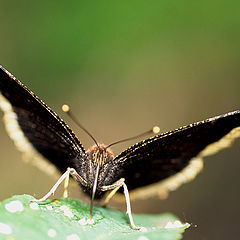 фото "Morning Cloak Butterfly"