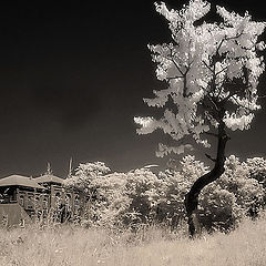 photo "the silver tree"
