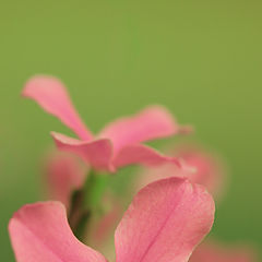 photo "Flower"
