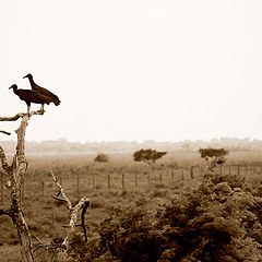 photo "en las pampas del Beni"