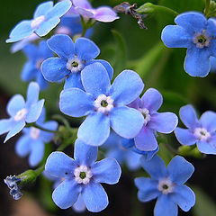 photo "Forget-me-nots"