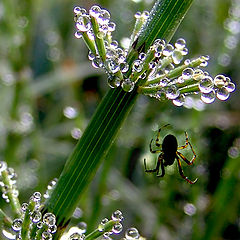 photo "Morning meets us a cool..."