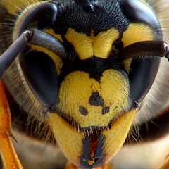 фото "Vespula germanica"