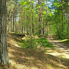 photo "May noon in piny forest"