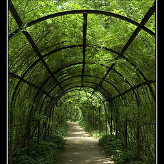 photo "Shadow avenue"