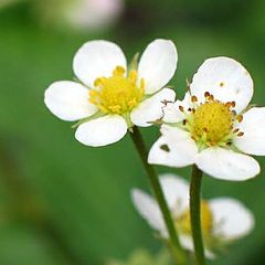 photo "The wild strawberry blossoms"