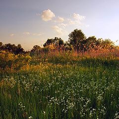 фото "Лужок"