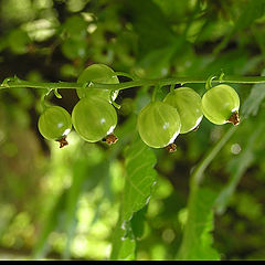 photo "berries"