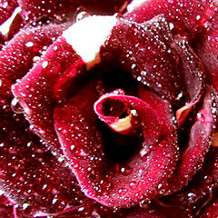 photo "wet rose"