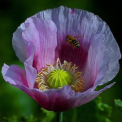 photo "flower and bee"