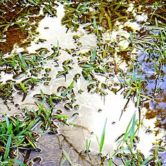 фото "water, light and grass"