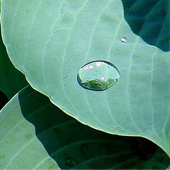 фото "water droplet"