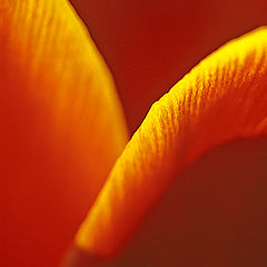 photo "tulipa"