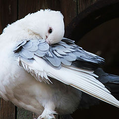 photo "..dove.."