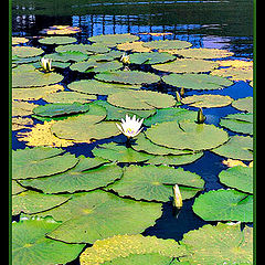 фото "Water lily"