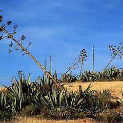 фото "Desert of Almeria"