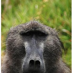 фото "портрет бабуина, национальный парк у мыса доброй н"