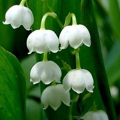 photo "Lily of the valley"