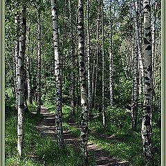 photo "June. A wood footpath"