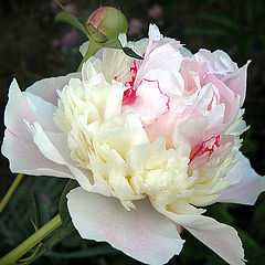 photo "Peony"