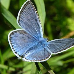 photo "The butterfly"