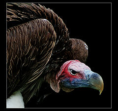 photo "Condor"