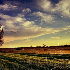 photo "The old tree"