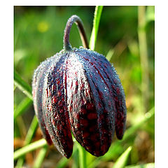 photo "Black tulip"