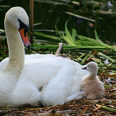 фото "Family Talk"