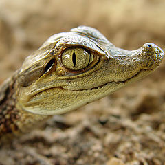 фото "Caiman crocodilus"