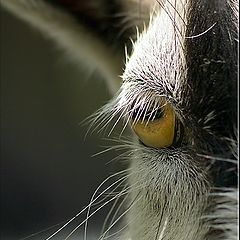 фото "Eyelashes (1)"