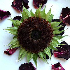 photo "Sunflower between petals of roses"