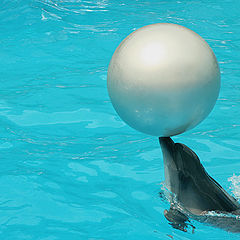 photo "Dance of a dolphin with a ball"