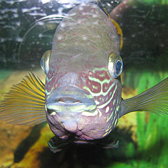 photo "Fish"