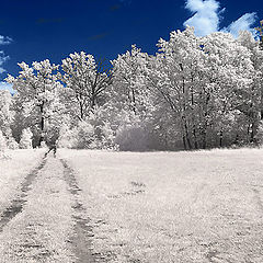 фото "the path"