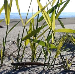photo "reeds"