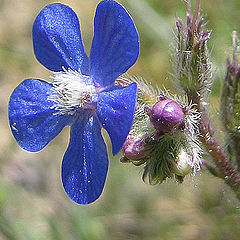 photo "Blue,for all my friends in Photofroum"