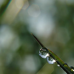 photo "Fantastic light of macro"