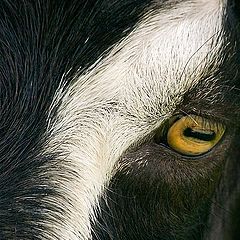 фото "Black Goat"