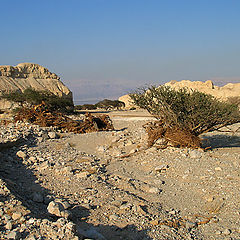 photo "Arava desert"