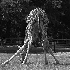 photo "Steady pose"