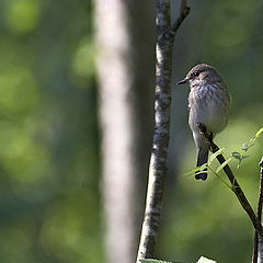 photo "Bird 'n leafs"