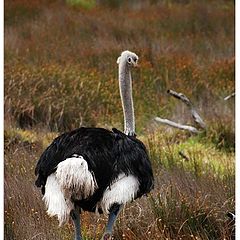 photo "Ostrich, Good Hope Cape, near the Cape Town, (Sout"