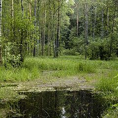 фото "Русский лес"