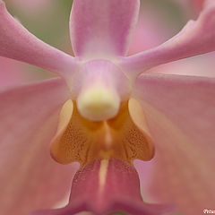 photo "Orchid"