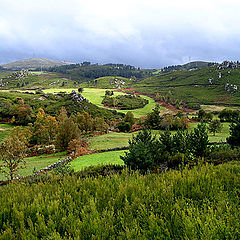 photo "green fields"