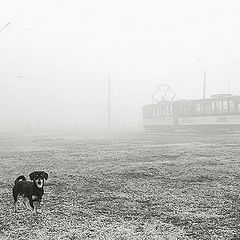 photo "The lord of a tram ring"