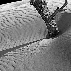 photo "Dune"