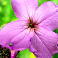 photo "flower"