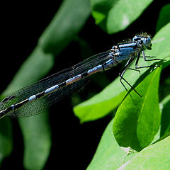 photo "dragonfly"